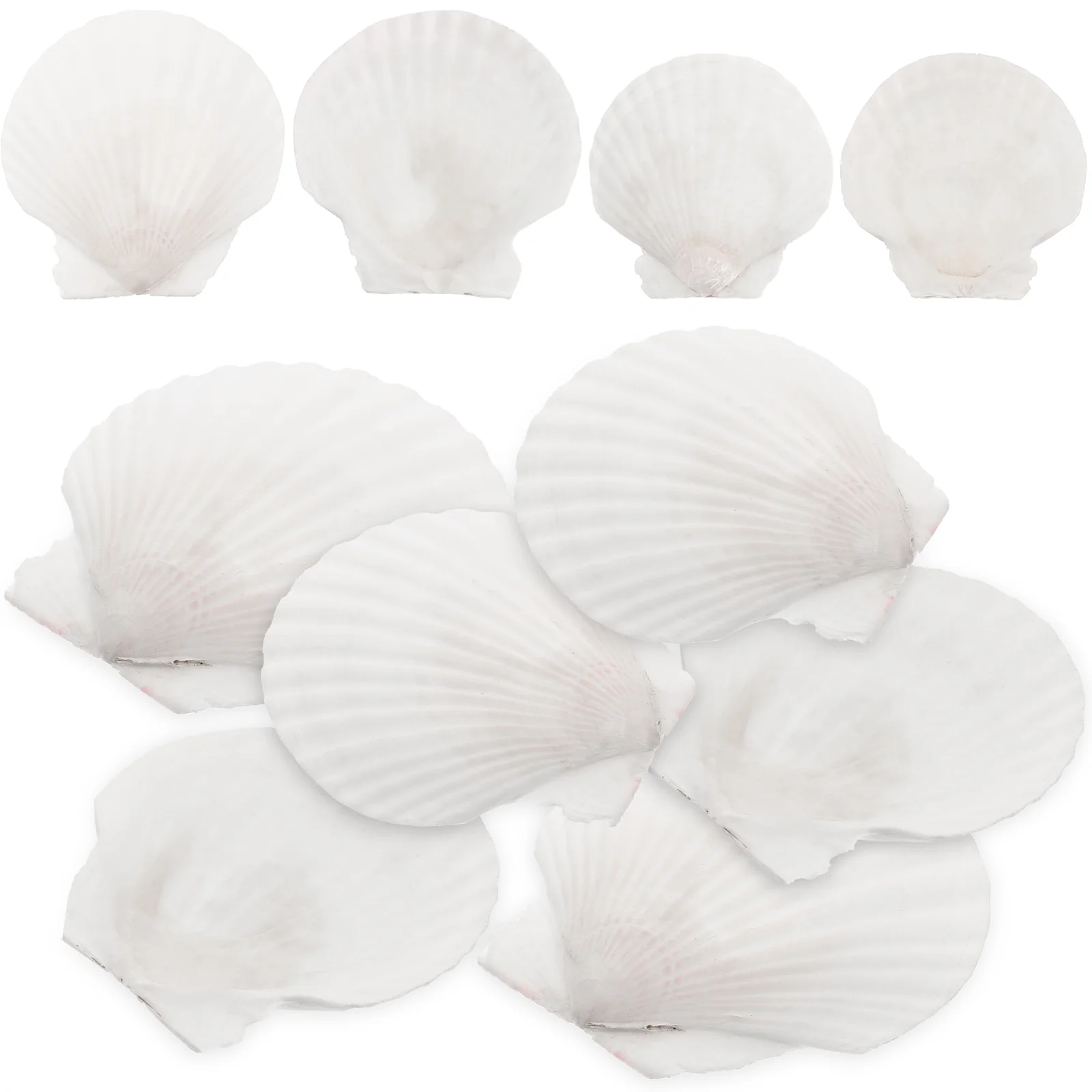 

Decorative Crafting Shell White Scallops Natural Shell Beach Seashells Handicraft White Shell White Shell shells