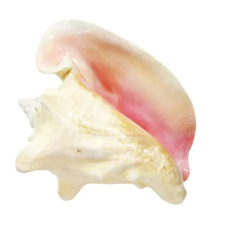 Large Bahama Queen Conch Seashell (Pink) - Bahamas Pink Conch Shell - 18-21CM by Nautical Beach Decor 4