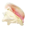 Large Bahama Queen Conch Seashell (Pink) - Bahamas Pink Conch Shell - 18-21CM by Nautical Beach Decor 4