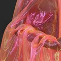 Pink Orange