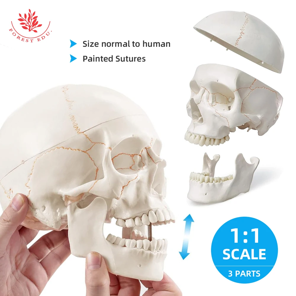 Human Skeleton FRT020 Life Size Model Suture Line Signed Medical Science Educational Tools Skull Anatomical Model