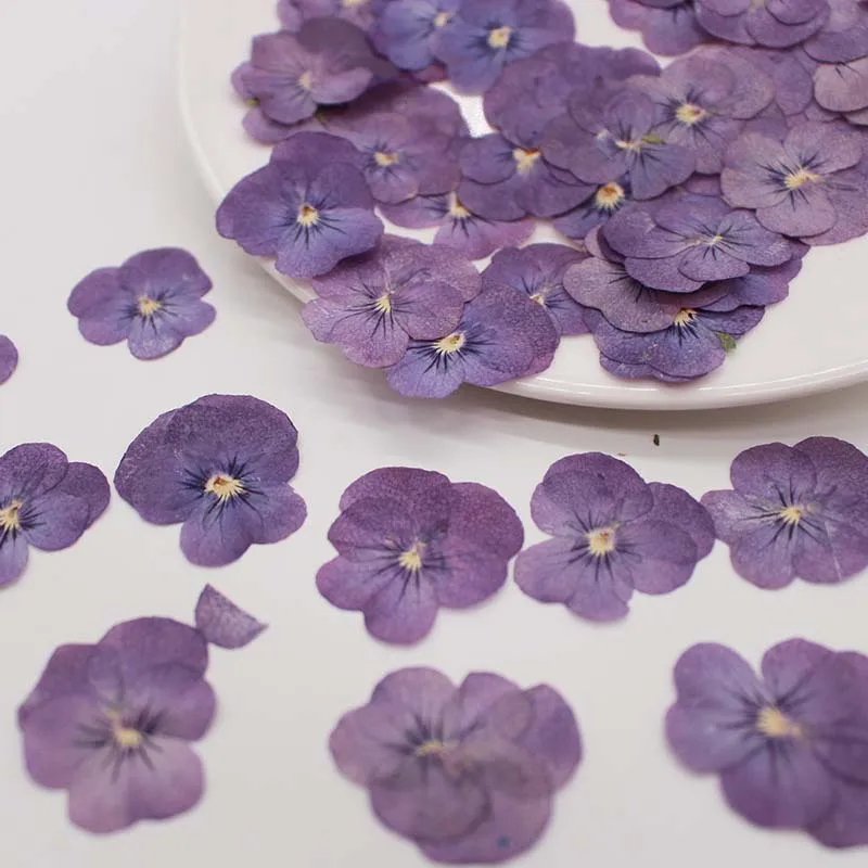 Description Picture 6 of item3CM/12&24PCS Real Natural Dried Pressed Pansy Flowers Petal,Dry Press Sweet violet Flower DIY  For Epoxy Resin,Invitation Card