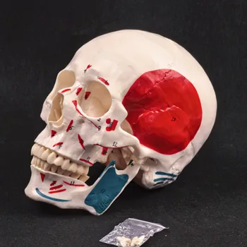 Human Skull Anatomy Model 1