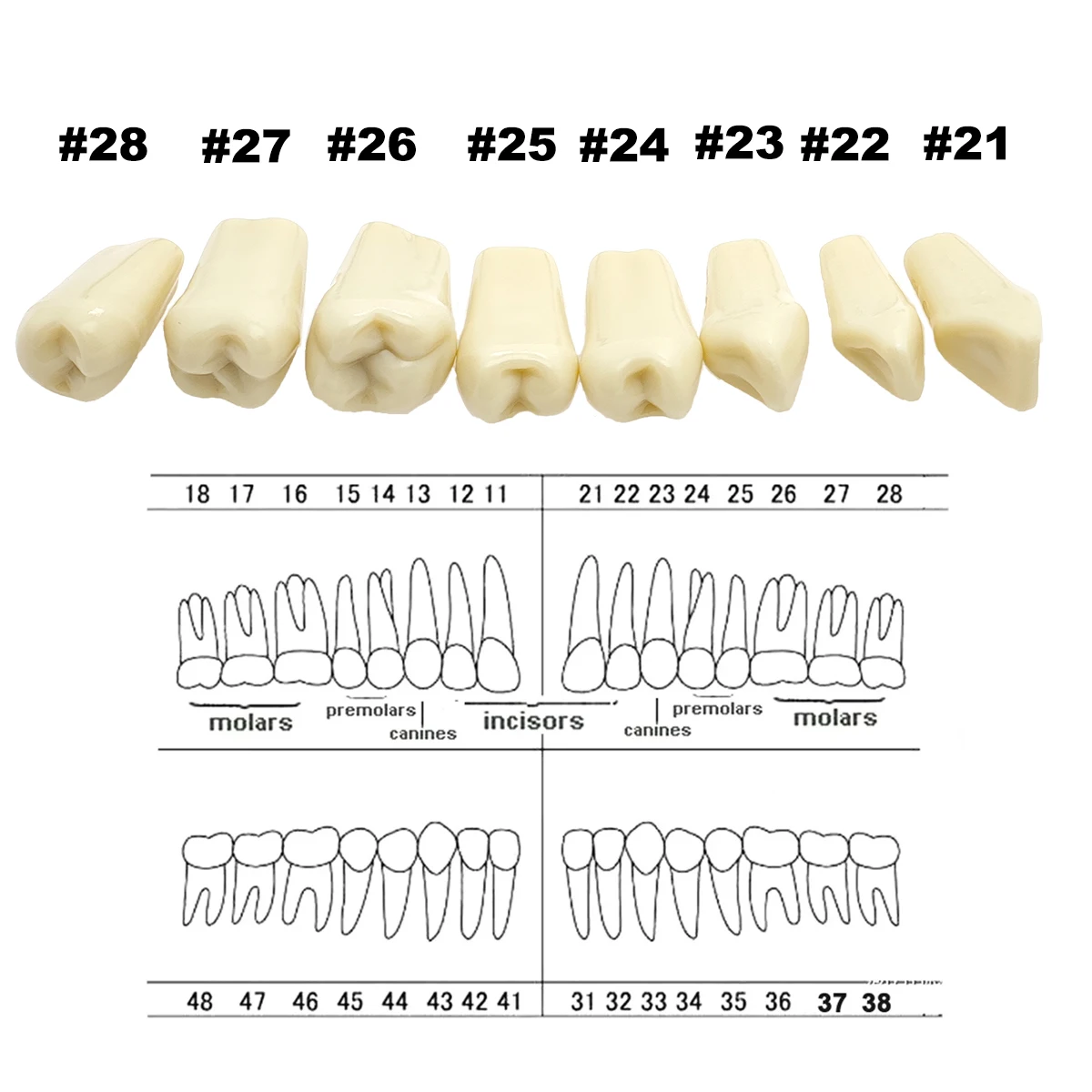 Frasaco A3 치아 모델 적합, 치아 입자 교체, 치과 준비 훈련, 32 개