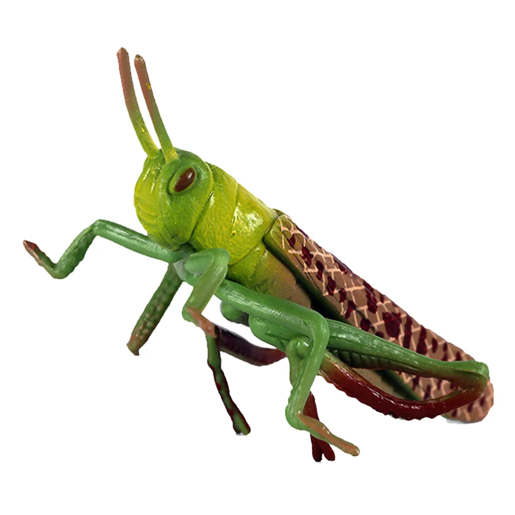 

Locust Animal Model Insect Simulation Kids Toy Ornament Cognitive Playthings Toys