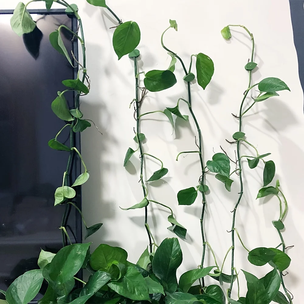 Garden Ivy Wall Climbing Tools Indoor Plant Self-Adhesive Hooks Wall Hanging Storage Fixers plant adhesive hooks