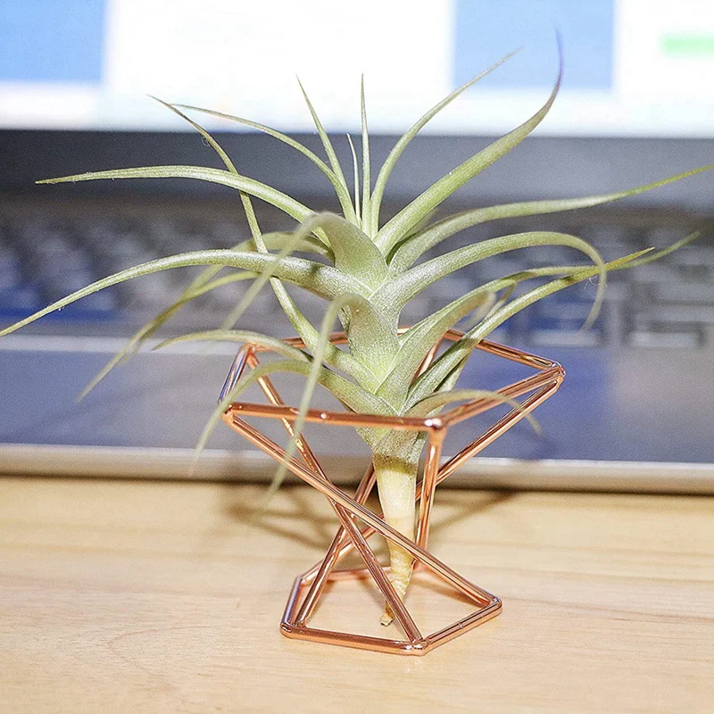 Pack 5 Air Plant Holder Tillandsias Display Purifying Plant Container Fern Stand Plant Stand