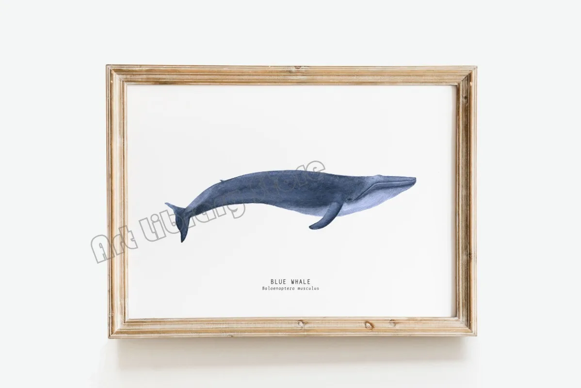 Marine Life Ocean Animals Canvas Art Poster - Whales, Sharks, and Turtles