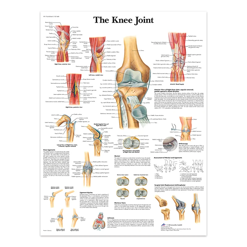 Body Structure Skeleton & Nervous System Anatomy Canvas Art - Educational Medical Decor Print