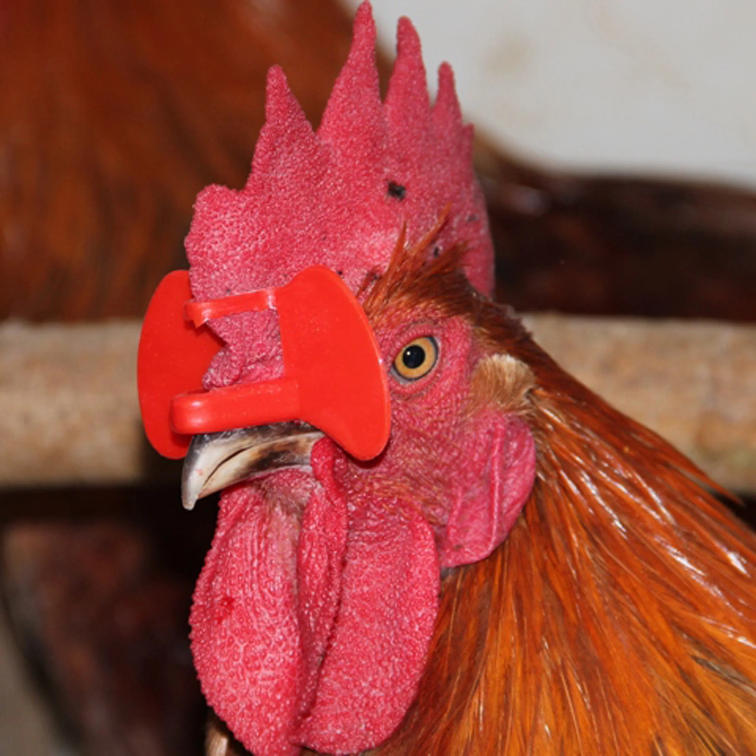 Needle-Free Anti-Peck Chicken Glasses (50/500 PCS) 2