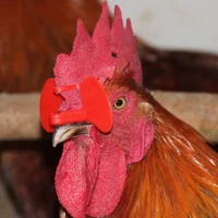 Needle-Free Anti-Peck Chicken Glasses (50/500 PCS) 2