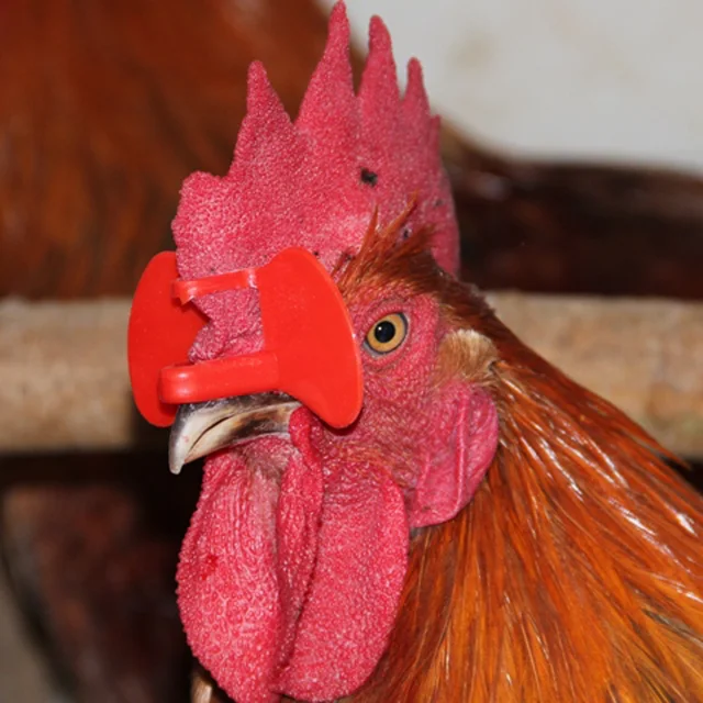 Needle-Free Anti-Peck Chicken Glasses (50/500 PCS) 2