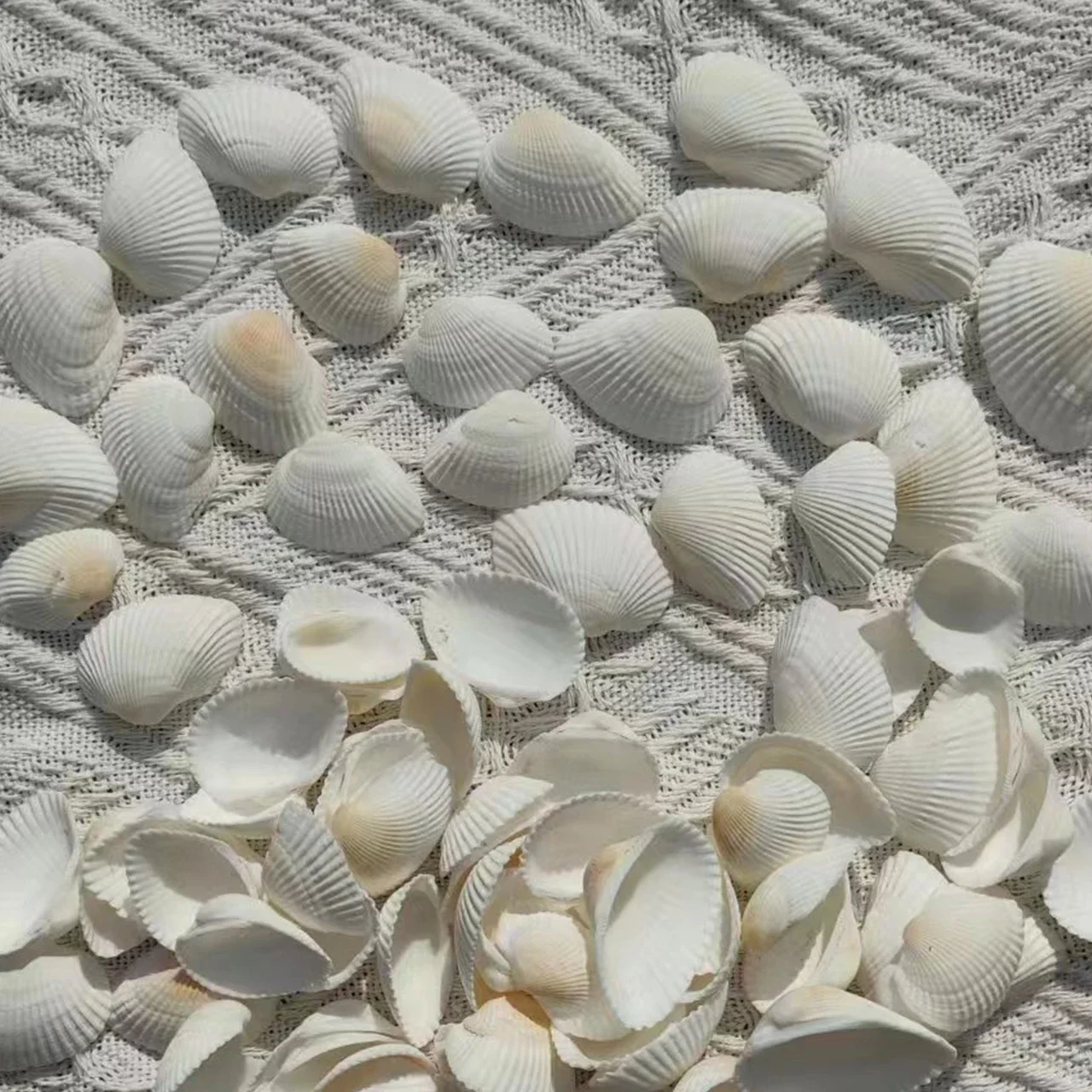 Punch Shell Conch Snow Clam Hair Clam Coconut Shell White Small natural shell ornaments