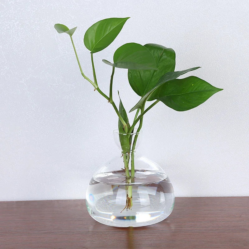 Avocado Seed Starter Vase Transparent Glass Vase For Growing Plant Glass Seed Growing Kit For Gardening Lovers