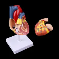 1:1 Lifesize Disassembled Anatomical Human Heart Model With 24 Numbers Disassembled Dropshipping Anatomy Medical Teaching Tool