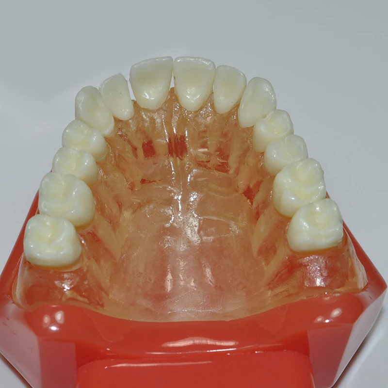 M7005 탈착식 치아가 있는 소프트 잇몸-풀 힌지 치과 교육 연습용 치아 모형
