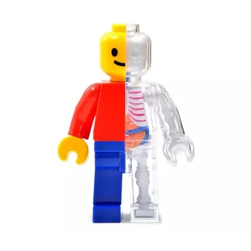

4d Human Transparent Perspective Anatomical Skeleton Bone Model Puzzle Assembled Medical Toy