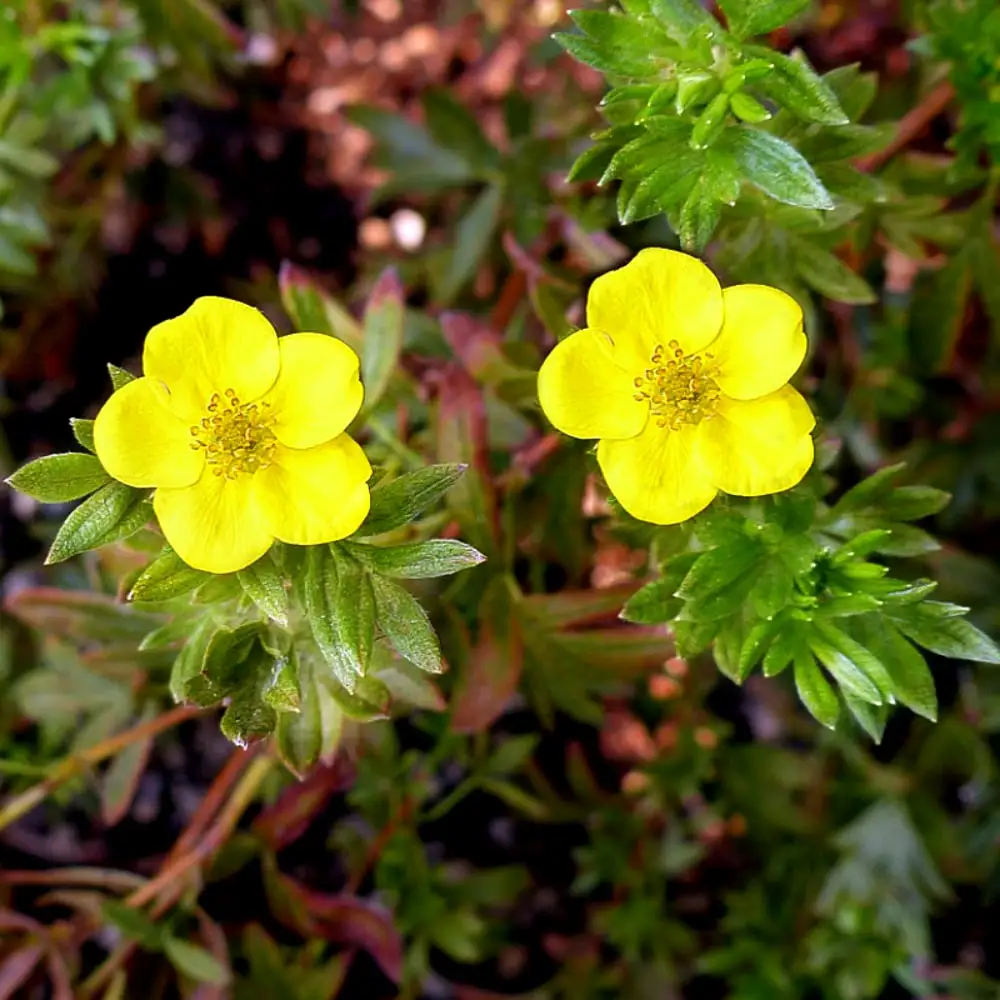 Курильский tea (50g). Of Eastern саян tea phyto курильский herbal