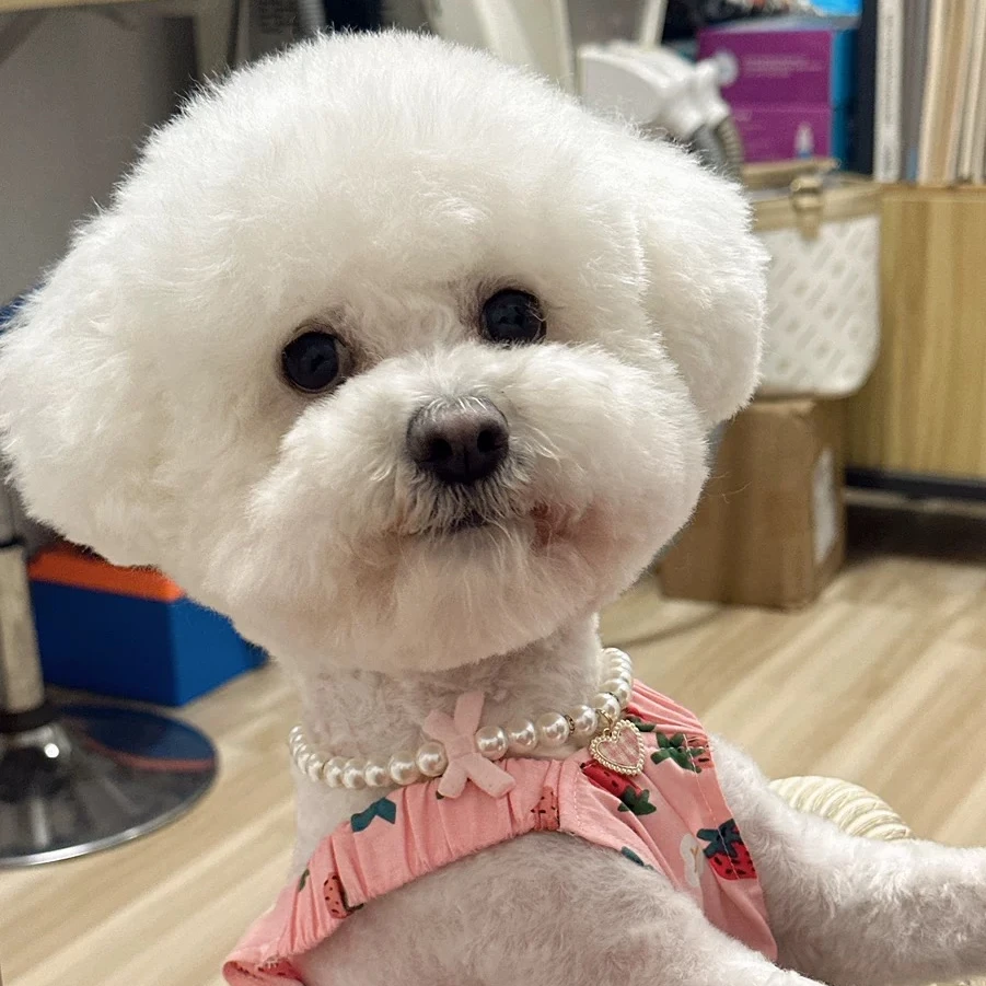 애완 동물 활 목걸이 진주 목걸이, 귀여운 빈티지 스카프 장식