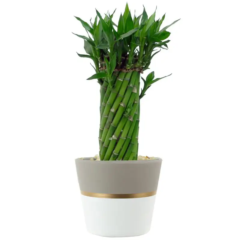 

Indoor 12in. Tall Green Bamboo; Low, Indirect Light Plant in 5in. Ceramic Planter Planter Garden decoration outdoor Garden pots