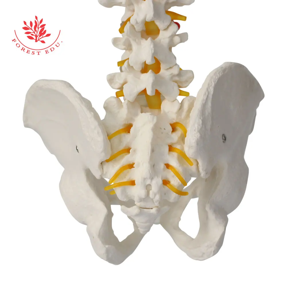 Anatomical Spine Model FRT014 Life Size Spinal Cord Include Vertebrae, Nerves, Arteries, Lumbar Column Medical Science