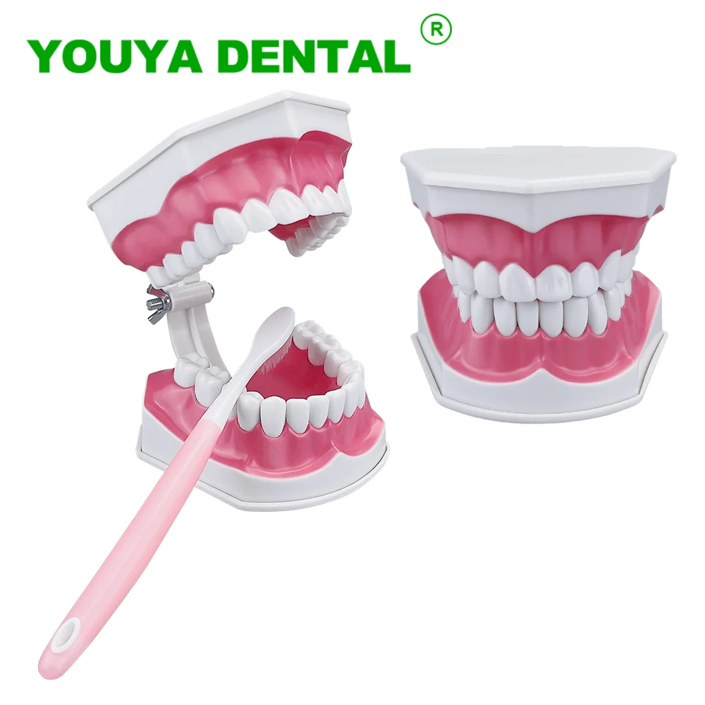 

Dental Teaching Model Brushing Teeth Education Model With Toothbrush Kids Study Demonstration Model Dentistry Product