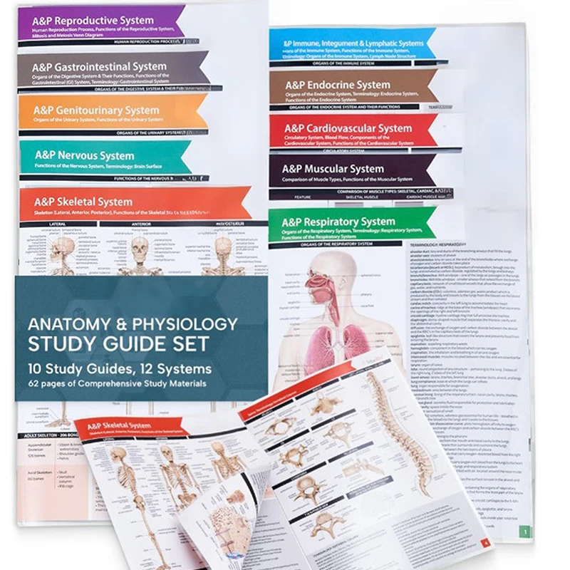 Anatomy & Physiology Guide Set 2