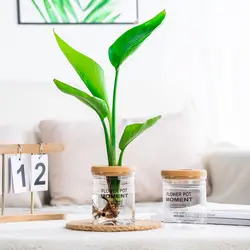 Transparent Plastic Hydroponic Plant Pot for Soilless Gardening and Home Decor (WHITE)