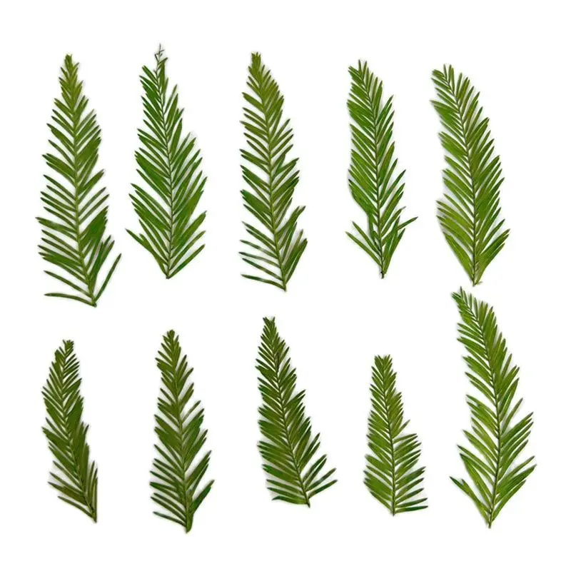 

Fern Dye Green Color Dried Flower Art Gem Raw Material, DIY Handicraft 120 Pcs