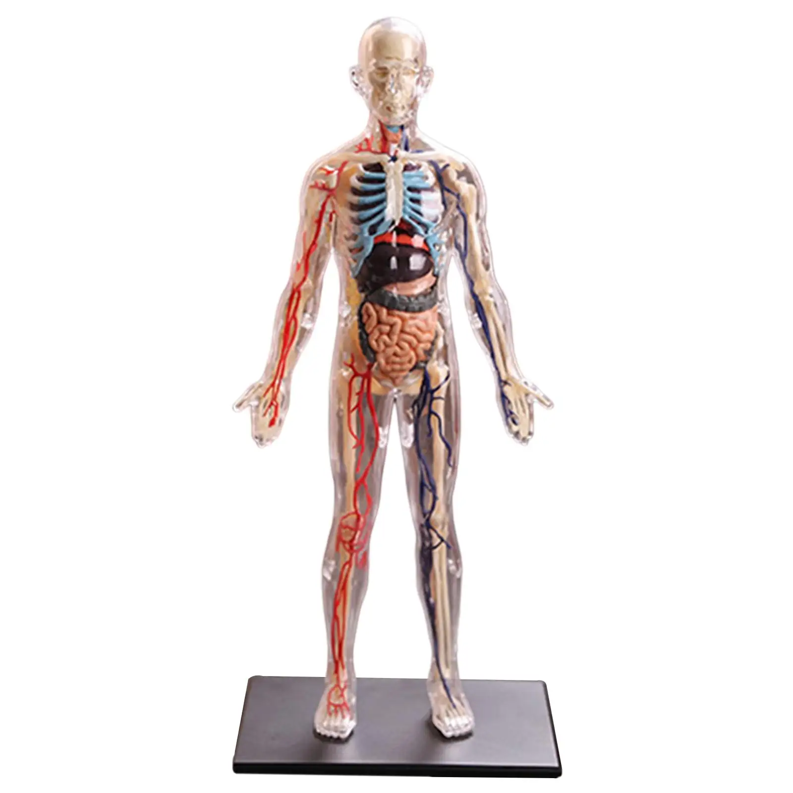 1:6 4D Assembled Human Body Learning Educational Internal Transparent Organ Model Assembling Toys 3