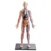 1:6 4D Assembled Human Body Learning Educational Internal Transparent Organ Model Assembling Toys 3