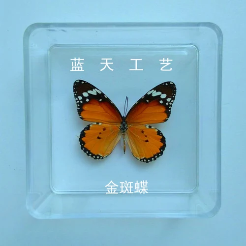 Butterfly Specimen Real Butterfly Specimen Insect Specimen Butterfly Shooting Props DIV Student Teaching Transparent Box Pack 