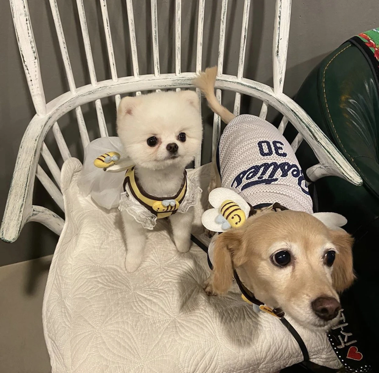 Cute Bee Kitten Puppy Dogs Harness and Leash Set Soft Breathable Dogs Vest Harness Leads Pet Clothes for Small Dogs Chihuahua
