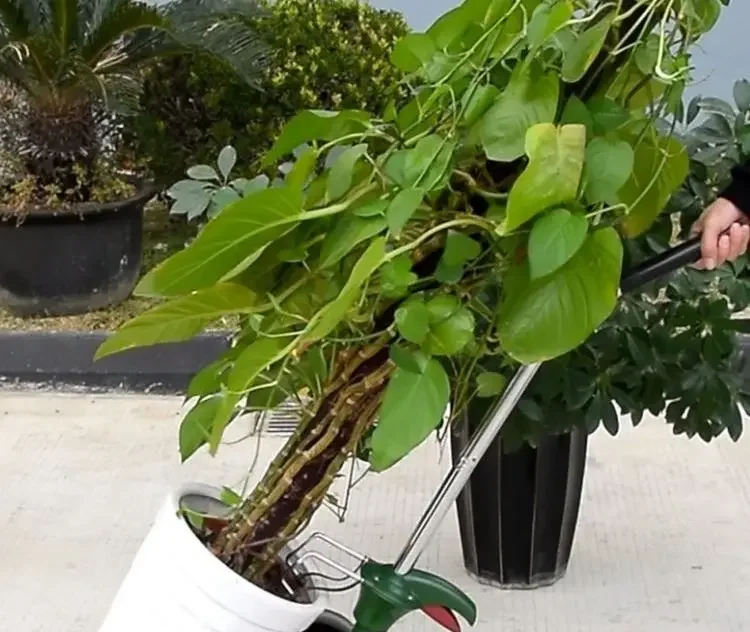 Bonsai truck, moving tall flower pots, cart, green plants, potted plants, tool cart, moving large flower pots, labor-saving 5