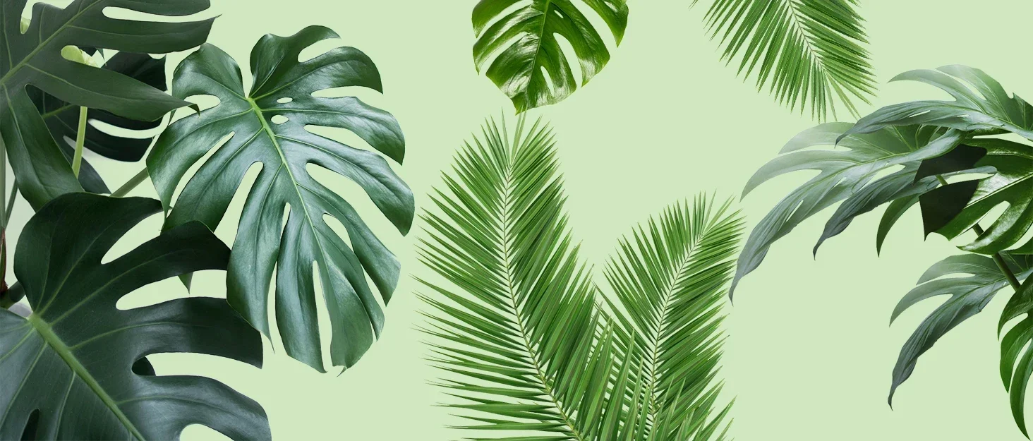 Description Picture 2 of itemPlastic Transparent Reusable Indoor Moss Poles Plants Plant Support Potted Sticks Train Creeper Plant to Grow Upward For Garden
