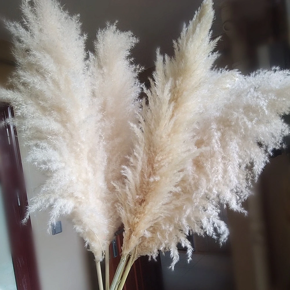 

80cm Large Fluffy Natural Pampas Grass Bouquet Bohemian Dried Flowers For Wedding Party