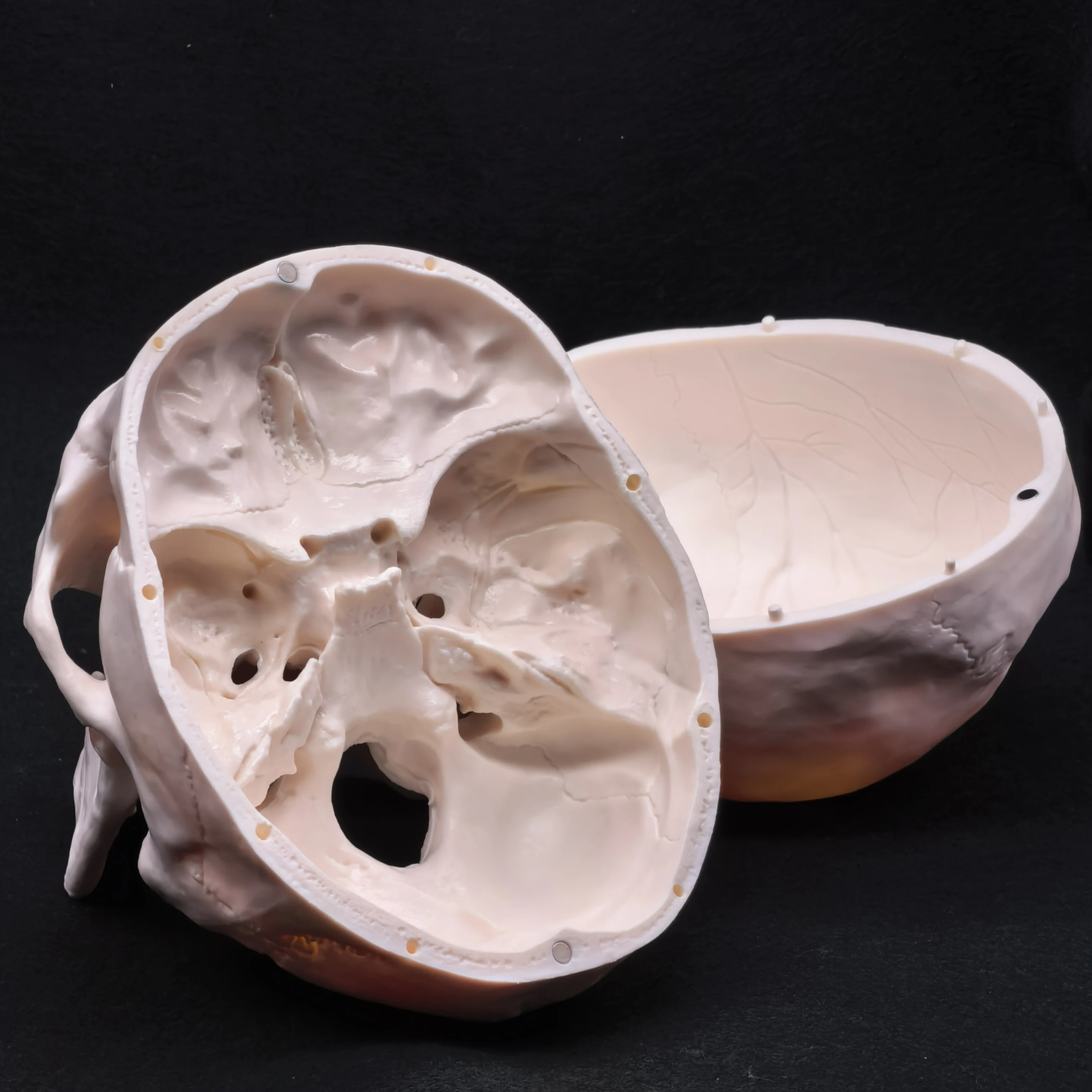 Life Size Human Skull Model PVC Anatomical Accuracy with Movable Mandible for Medical Teaching Art