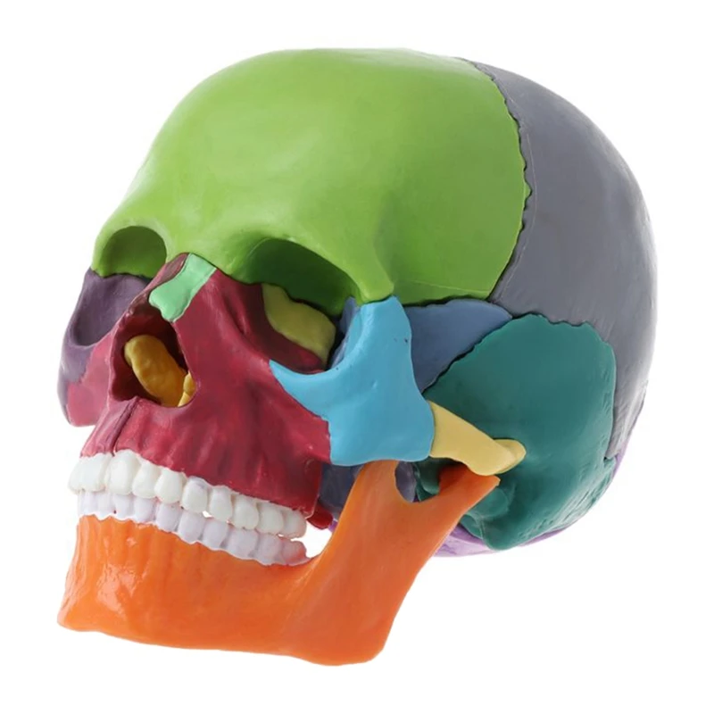 

15Pcs/Set Disassembled Skull Model Color Skull Anatomical Model Detachable Teaching Tool