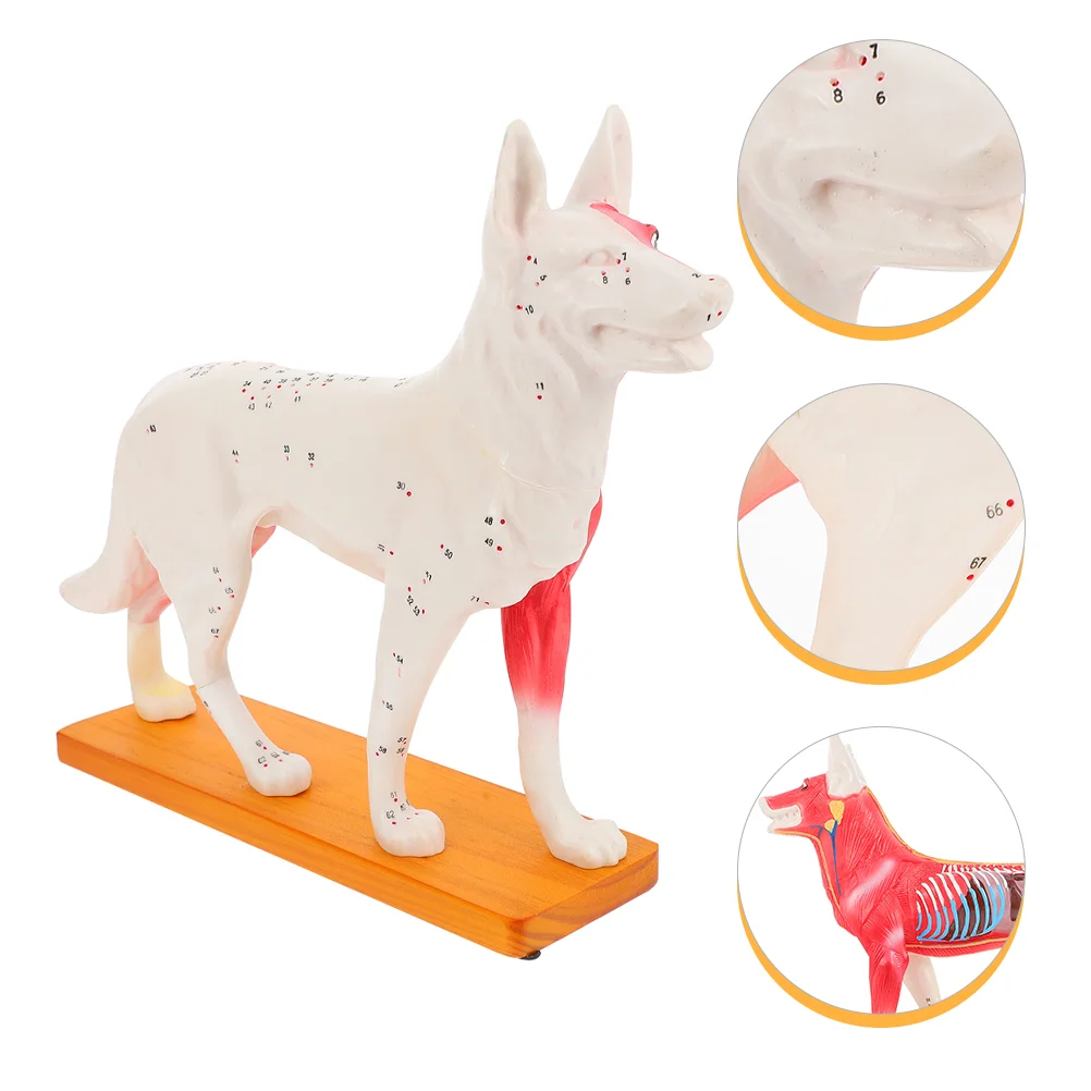 

Canine Acupuncture Model Prime Durable Anatomical Dog Model Acupuncture Point Model for Learning Teaching Labs