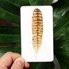 Divine Feather Messenger Oracle Card Games Inspirational Deck 10.3*6cm 44 Pcs Cards 4
