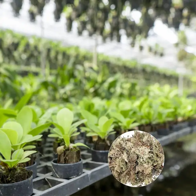 Szárított Sphagnum Mohás Cserepes Növények Hidratálják A Táplálkozás Bio Műtrágya Védelme Orchidea Zamatos Növény Barkácsolás Virág Edénykert - Image 3