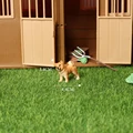 Shiba Inu-1
