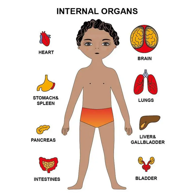 Рисунок 2 - Деревянная головоломка с человеческим телом для детей