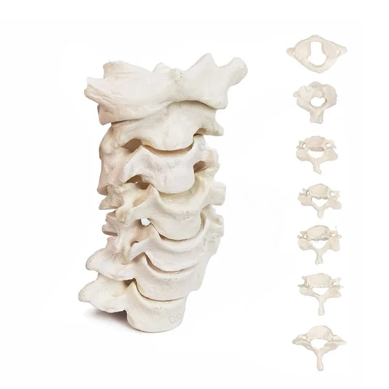 Human Anatomical Spine Model 3