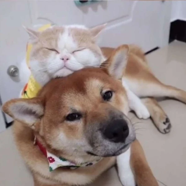 PetsHouse Store
