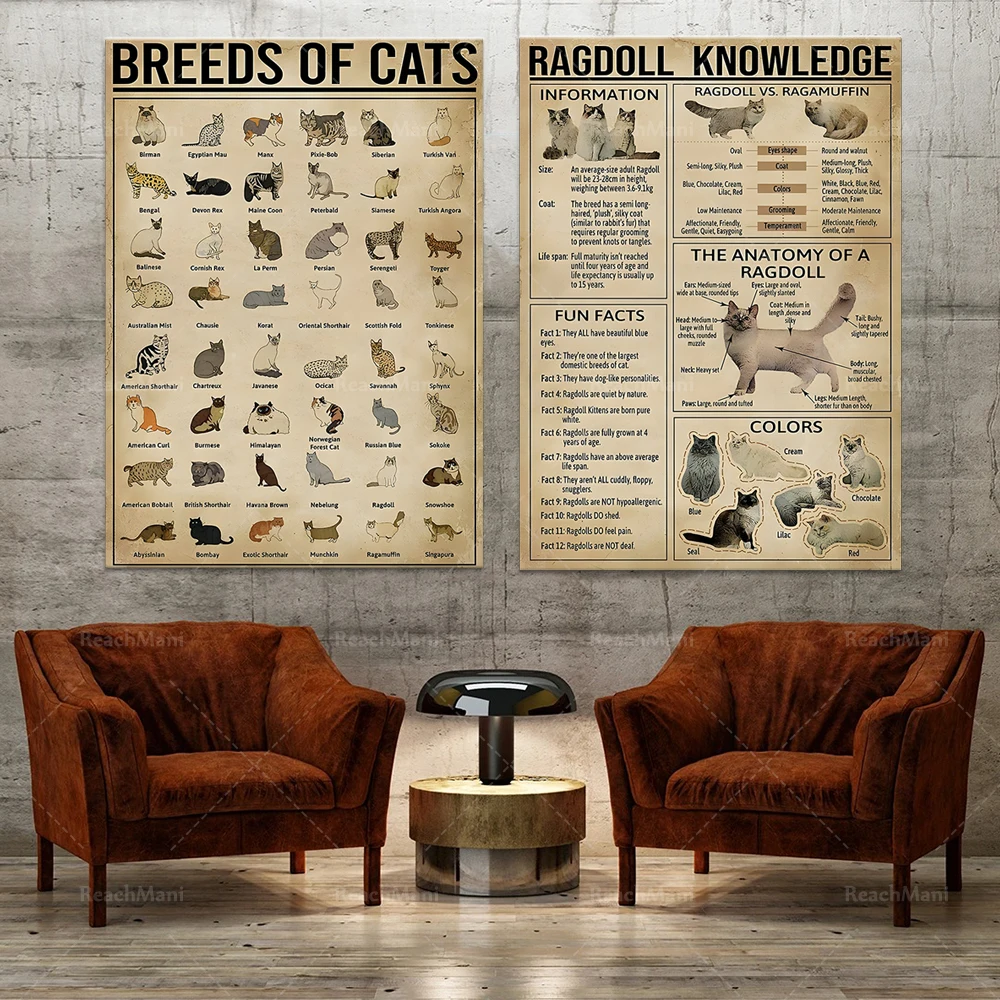 Razze Di Gatti, Poster Di Conoscenza Di Ragdoll, Poster Di Informazioni Sui Gatti, Stampa Di Decorazioni Per La Parete Decorazioni Per La Casa, Regalo