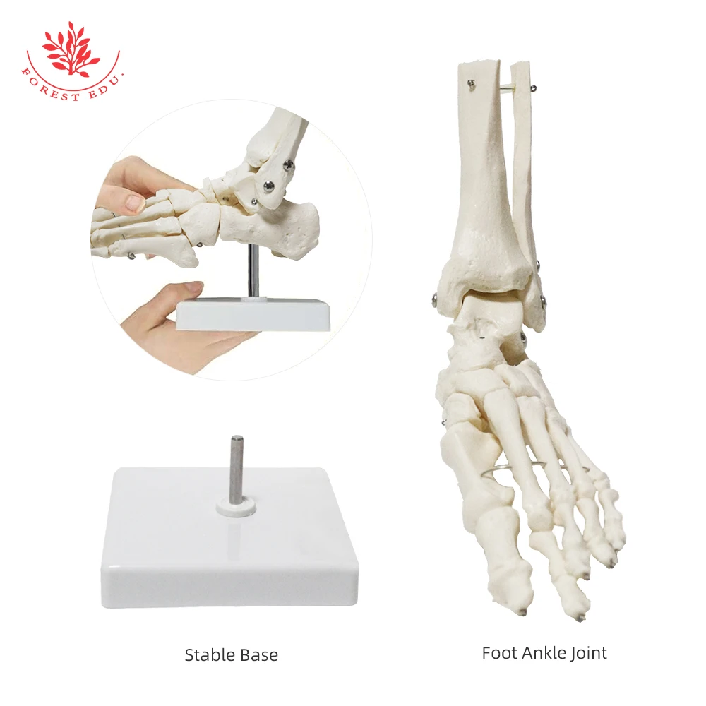 Human Skeleton Model FRT027 Simulation 1:1 Life Size High Quality Foot Joint Model Anatomy Biological Bones Medical Science