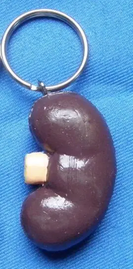 

mini size human Keyring accessories kidney 1pc PVC free shipping
