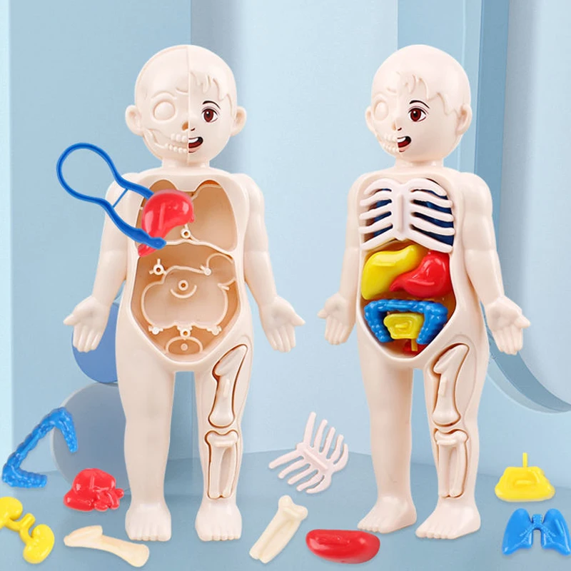 

Human Body Organ Teaching Tools 3D Human Body Torso Model Educational Assembly Learning DIY Toys Early Learning Toy For Children