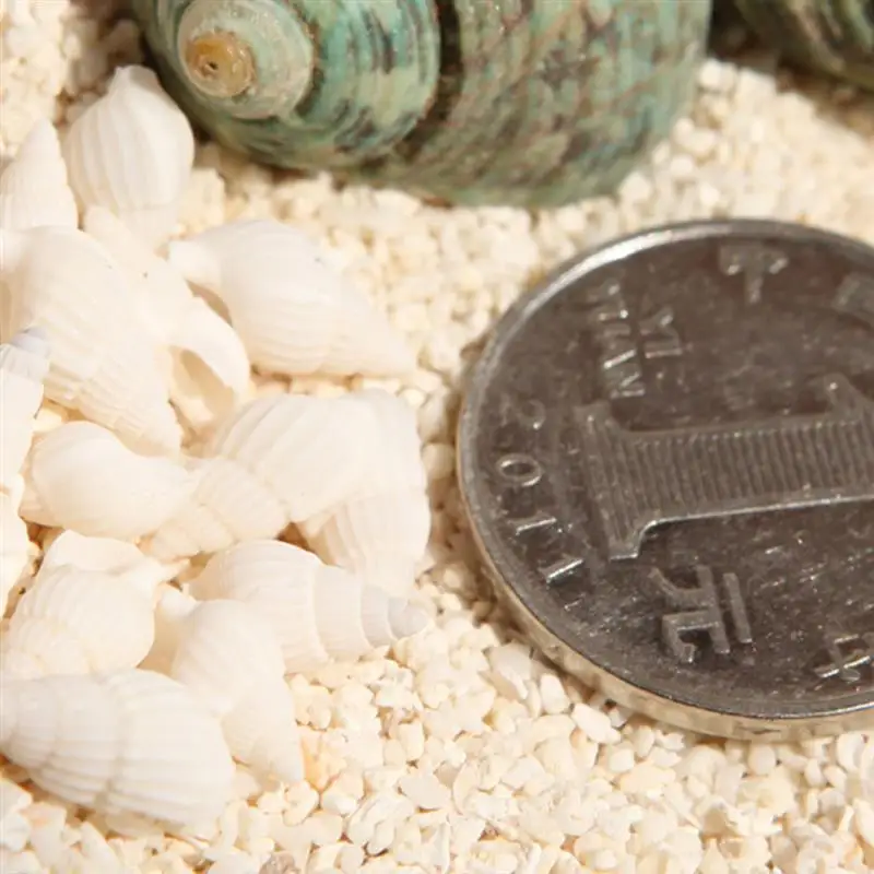 Natural Shell Ornaments 100pcs Mini Sea Shell Conches